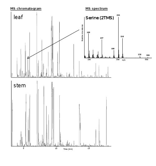 Mass spectrometry chromatogram and spectrum showing serine analysis in leaf and stem samples.