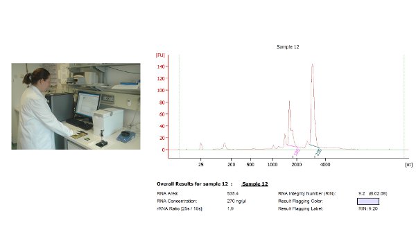 RNA analysis using electrophoresis; lab setup with spectrometer and results graph for sample integrity.