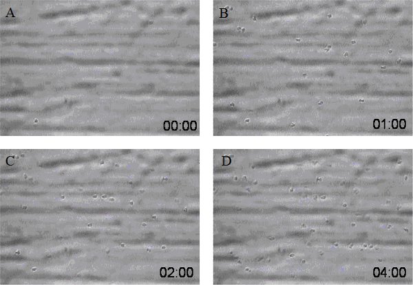 Time-lapse microscopy images of cell movement, showing dynamic changes every minute.