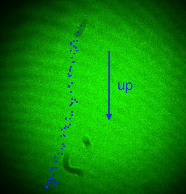 Interference pattern, green laser, optics diagram, wavefront distortion, arrow marker upward.