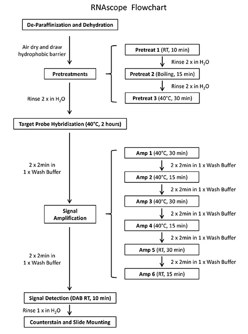 figure-results-1 RNAscope flowchart; probe hybridization, signal amplification, pretreatments; diagram for lab procedure.