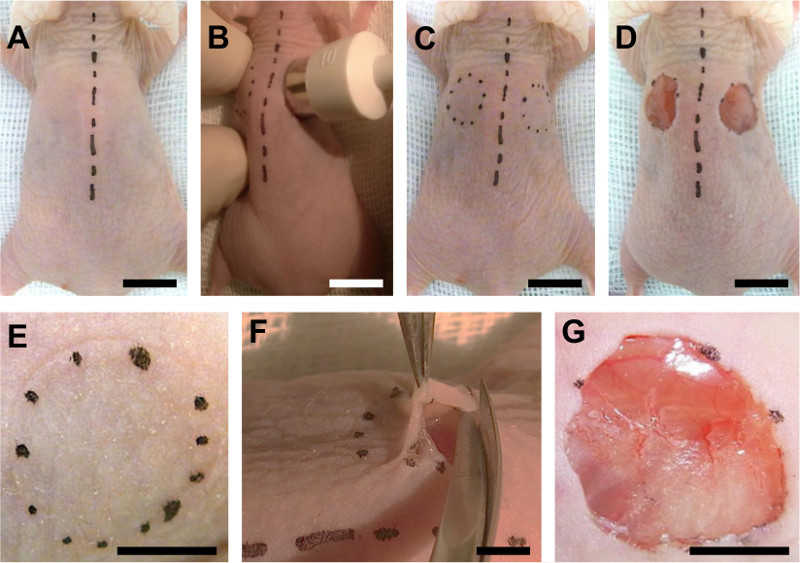 Wound healing process, experiment steps A-G with skin marking and biopsy tool, analysis setup.