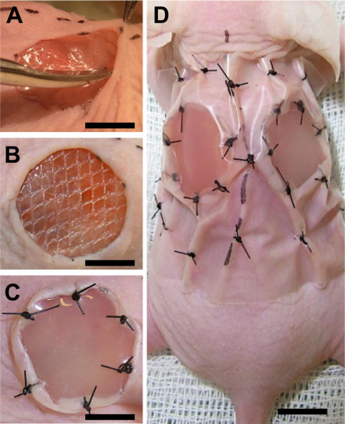 Skin grafting experiment: steps showing incision, graft placement, and fixation on model for healing study.