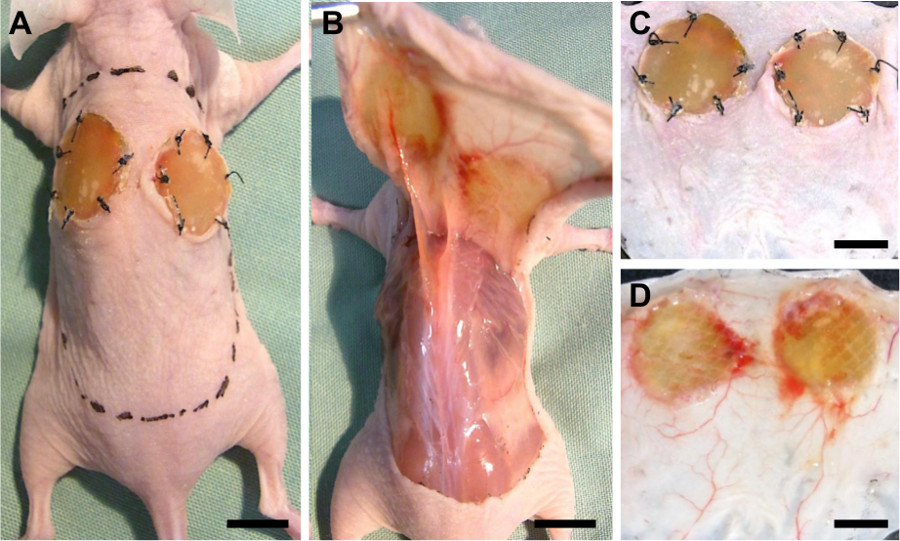 Subcutaneous tissue integration, biomaterial implantation, experimental mouse model, surgical outcomes.
