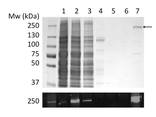 figure-results-2 SDS-PAGE gel electrophoresis result showing protein bands; molecular weight markers on the left.