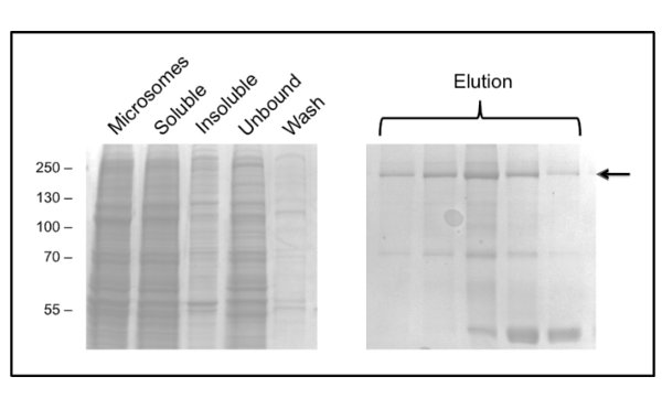 figure-results-3 SDS-PAGE electrophoresis gel showing protein separation results, includes elution and wash lanes.