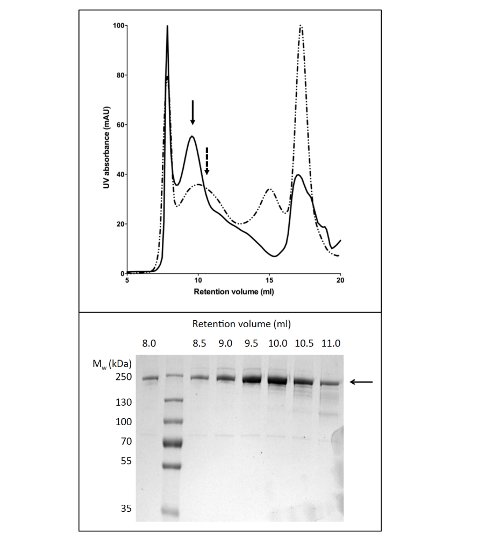 figure-results-4 Size-exclusion chromatography and gel electrophoresis results; protein UV absorption peaks.