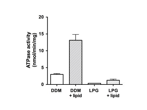 figure-results-5 ATPase activity bar chart; compares DDM, DDM+lipid, LPG, LPG+lipid; enzyme activity analysis.