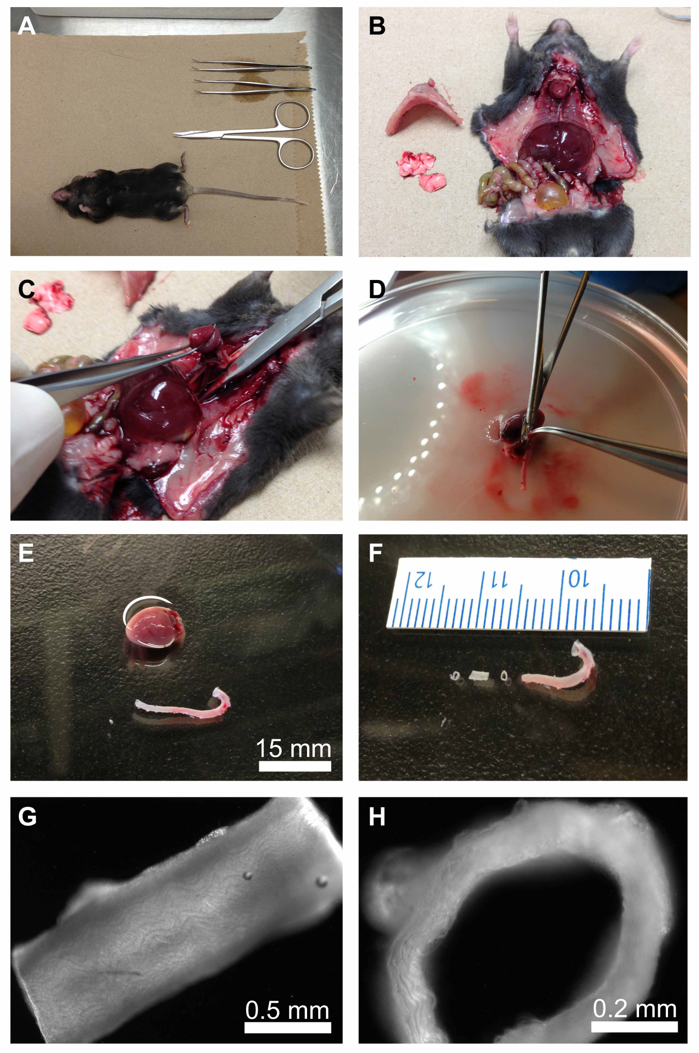 figure-protocol-2 Mouse dissection; anatomy study, organ removal, surgical tools, laboratory tissue analysis.