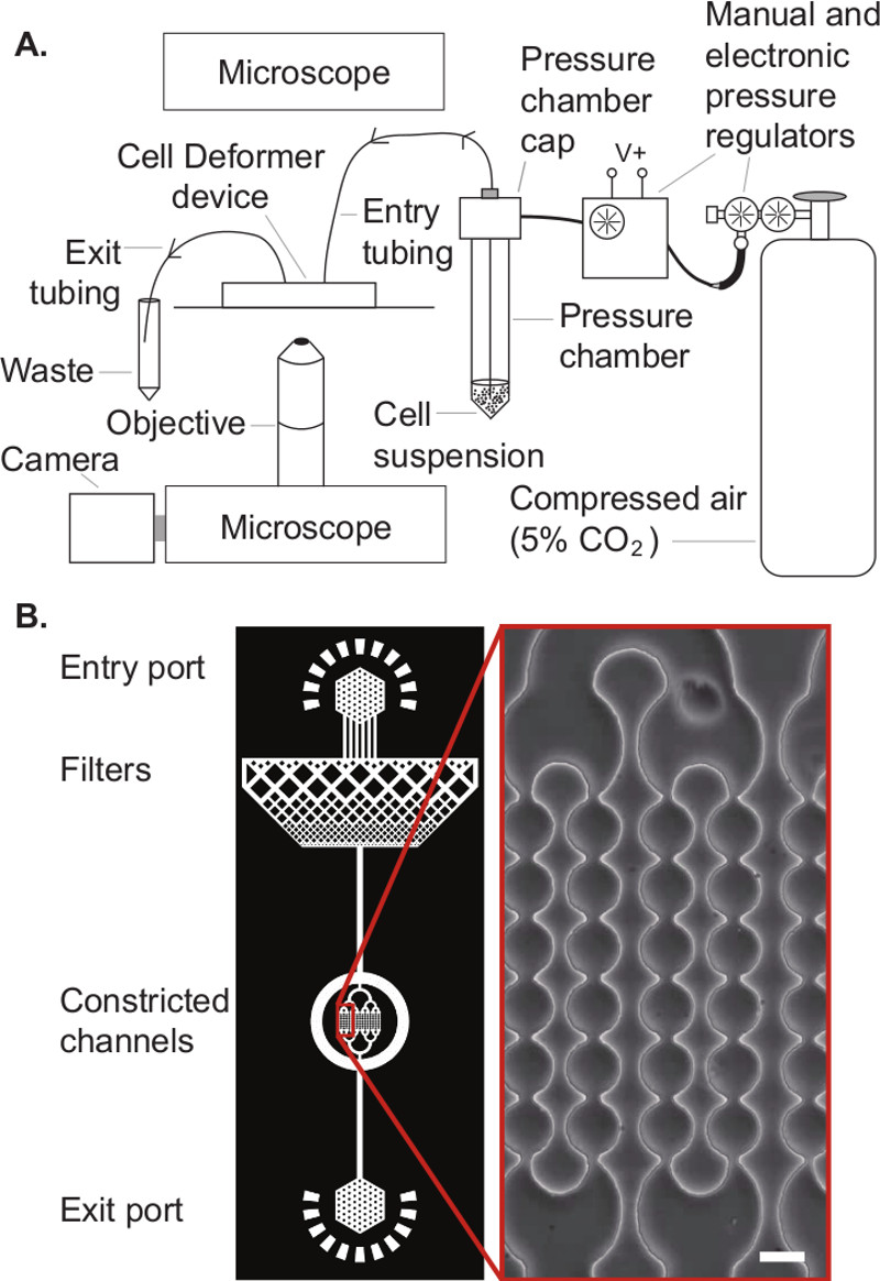 A Microfluidic Technique to Probe Cell Deformability