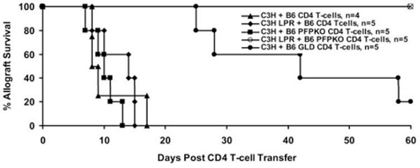 figure-results-1 Kaplan-Meier survival graph; allograft survival vs. days post-CD4 T-cell transfer; immunology study.