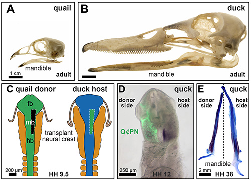 figure-results-1 Comparative anatomy diagram; quail-duck mandible, neural crest transplant, developmental stages.