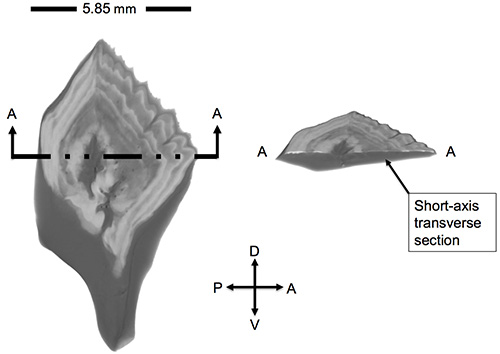 Short-axis transverse section diagram of a sample with dimensions; directional axes labeled A, P, D, V.