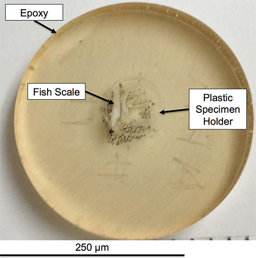 Fish scale on epoxy in plastic holder, microscopic image for material analysis, 250 μm scale.