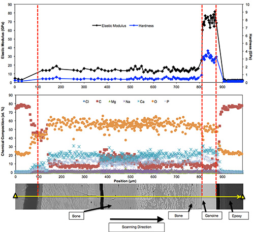 Elastic modulus and chemical composition graph; scanning electron microscopy; bone analysis.