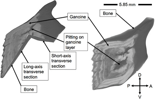 Ganoid scale structure analysis diagram; transverse sections, ganoine layer, bone identification.