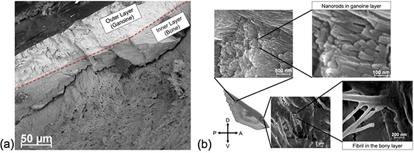 Cross-section SEM of fish scale layers; nanorods in ganoine, fibrils in bony structure; material study.