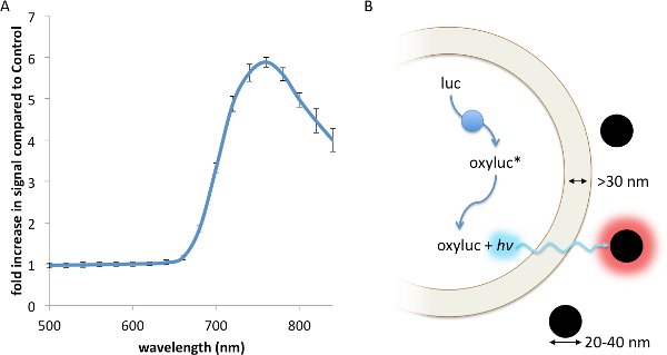 Fold change vs. wavelength graph; optical excitation diagram; luminescence with oxyluciferin flow.