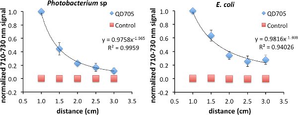 Normalized signal vs. distance graph for Photobacterium and E. coli, highlighting QD705 effects.