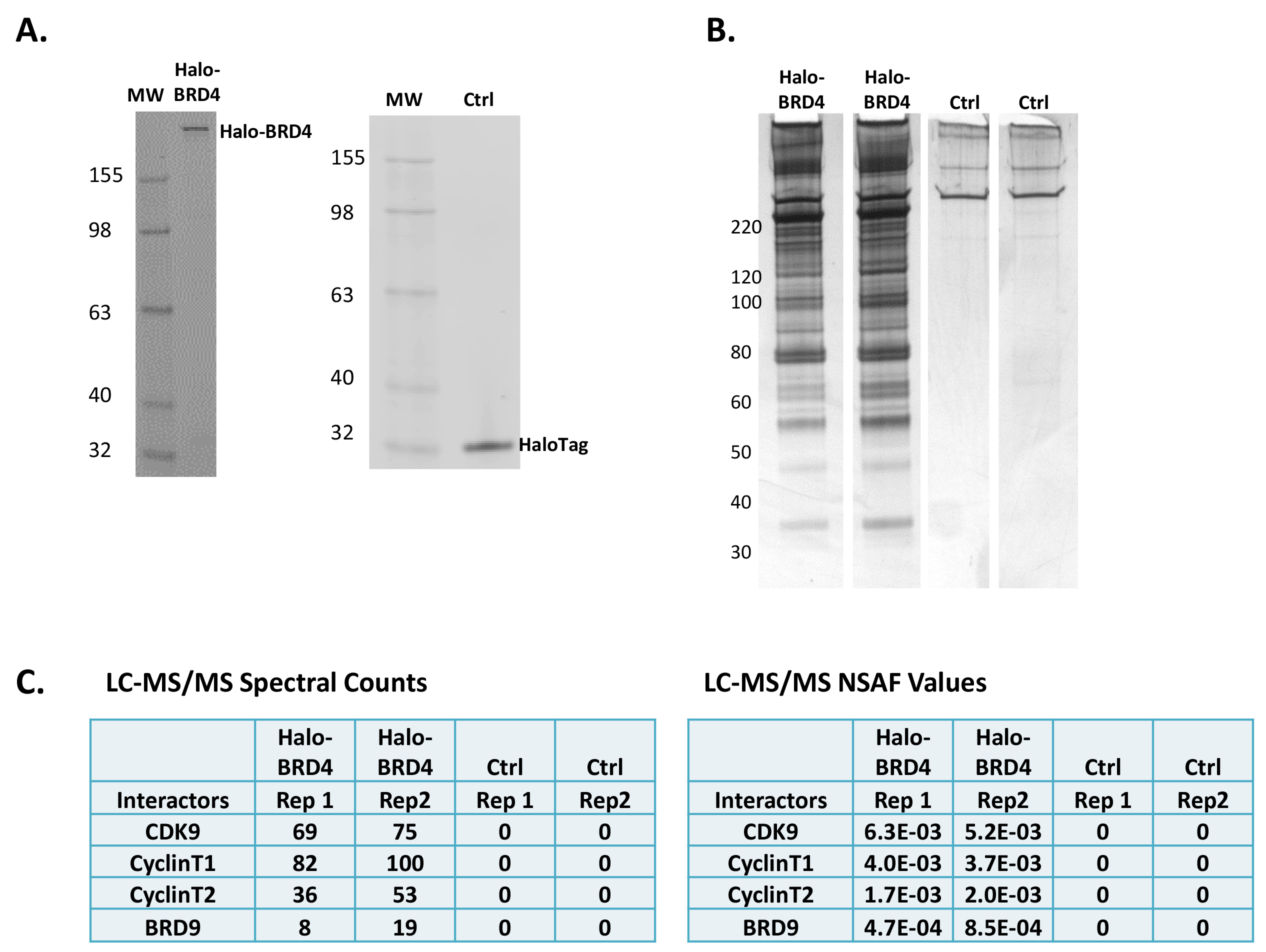figure-results-2 Protein analysis; gel electrophoresis; LC-MS/MS data; peptide identification; molecular weight comparison.