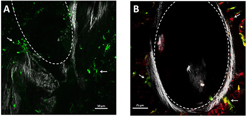 Fluorescence microscopy image; cell detail analysis; green dye marking; scale bars present.