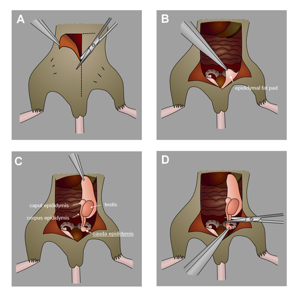 Surgical procedure diagram showing testis and epididymis exposure for scientific study.