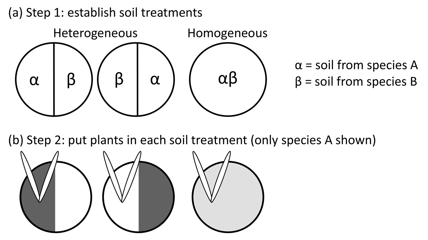 Soil treatment experiment; heterogeneous and homogeneous setups; plant placement diagram.