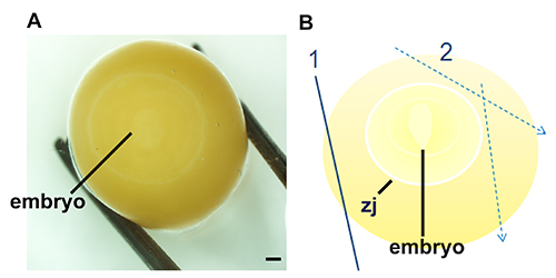 Embryo structure analysis; microscopy image and annotated diagram illustrating key components.