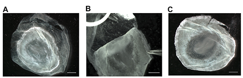 Frozen tissue sections, microscopy images, biological study, anatomical structure analysis.