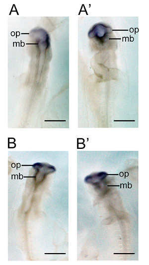 Embryo development microscope images: panel comparisons of op and mb regions; gene expression results.