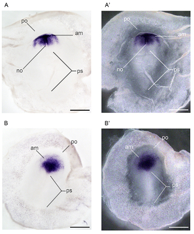 Embryonic development stages diagram, gene expression analysis, purple-stained sections.