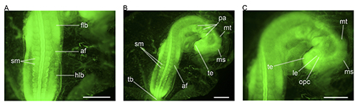 Fluorescent microscopy image; plant root structures labeled; cellular organization study.