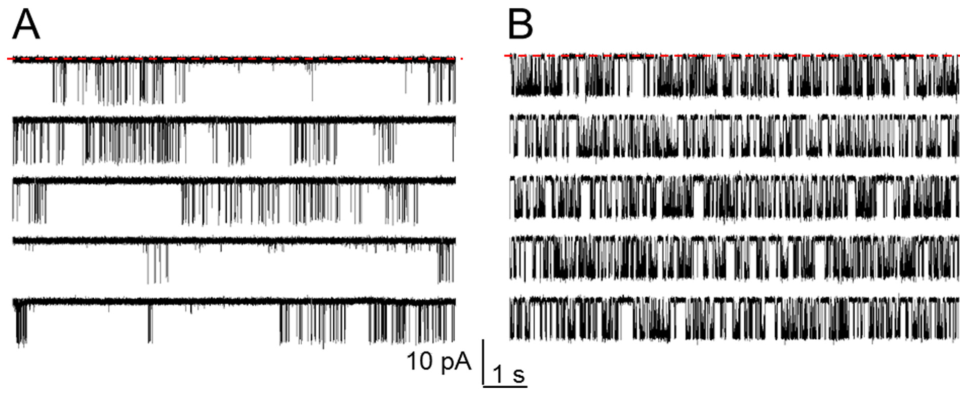 Patch-clamp recording data; current traces, neuron activity, electrophysiology results.