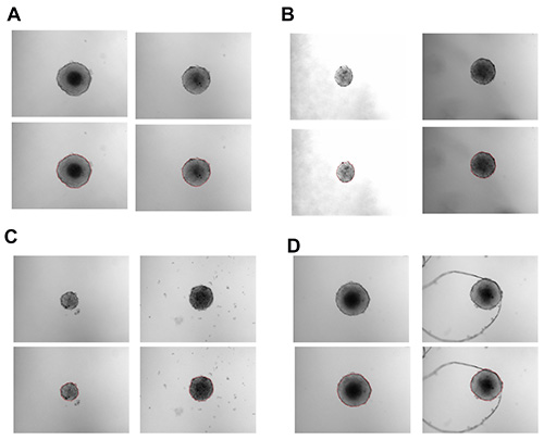 figure-results-3 Cell culture clusters in microscopy images; analyses in arrays A-D; comparative morphology study.