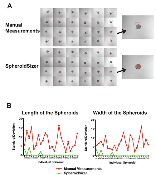 figure-results-5 Comparison of spheroid measurements: manual vs. SpheroidSizer; diagram with graphs of length/width.