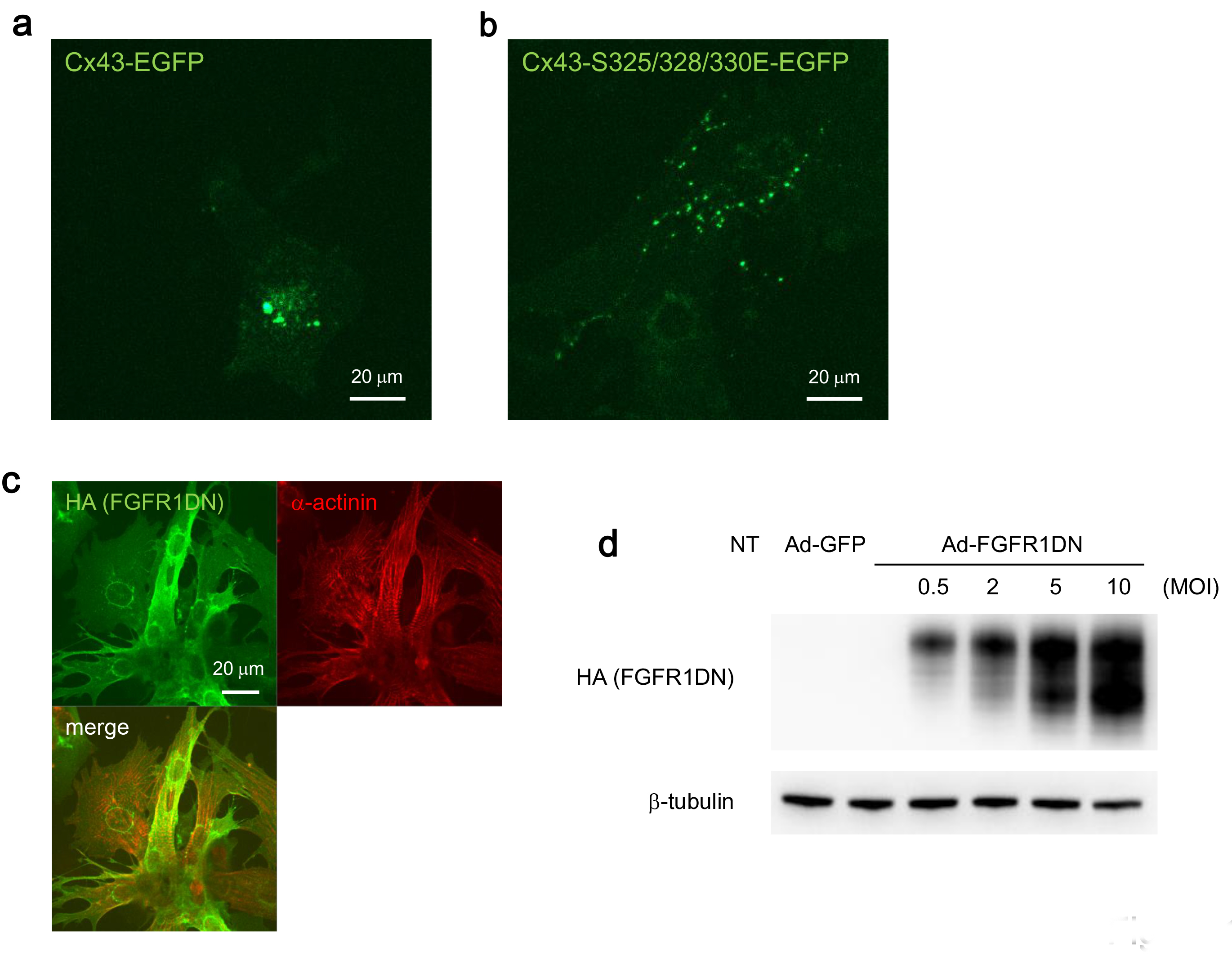 Live Cell Imaging of Primary Rat Neonatal Cardiomyocytes Following ...