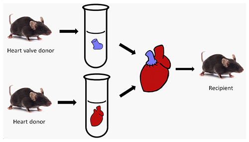 Heart transplant diagram; mouse donors and recipient showing heart valve and organ transfer process.