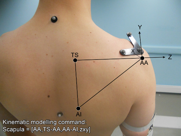 figure-results-3 Kinematic modeling diagram with scapula markers; spatial coordinates for biomechanics analysis.