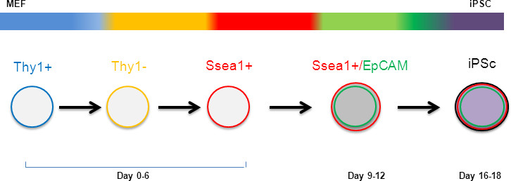 Cell differentiation process diagram; MEF to iPSC transition marked by Thy1, Ssea1, EpCAM changes.