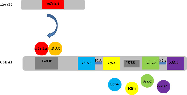 Genetic circuit diagram for m2rtTA inducible expression system, showing Rosa26 and CollA1 loci.