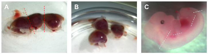 Embryo dissection, microscopy images; developmental stages in experimental study; embryo morphology.