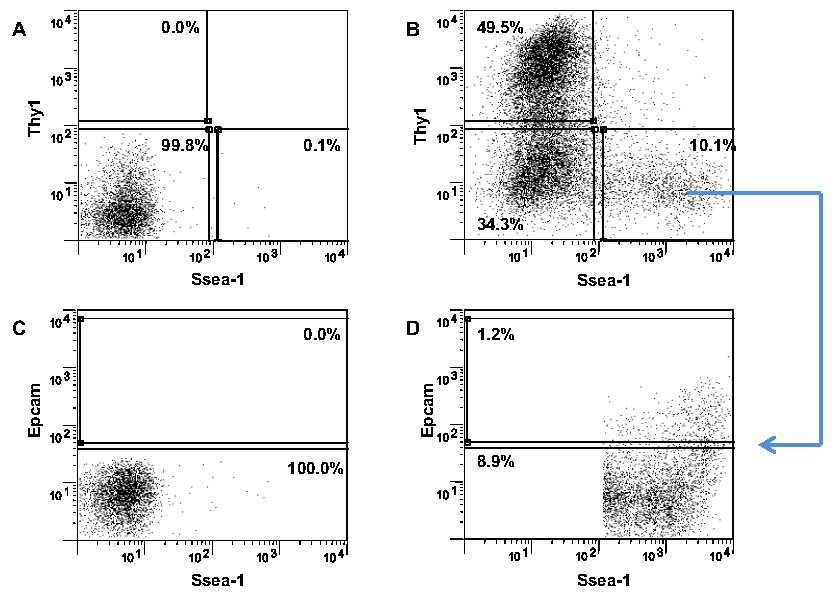 Flow cytometry dot plots displaying cell surface markers Thy1, Ssea-1, Epcam; data analysis.