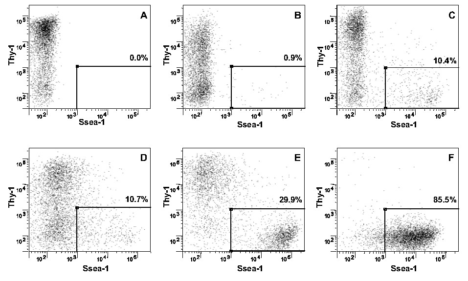 Flow cytometry scatter plots: Thy-1 vs. Ssea-1; cell population analysis, six graphs.