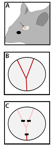 Mouse cranial surgery diagram, optical fiber setup for brain imaging and data analysis process.