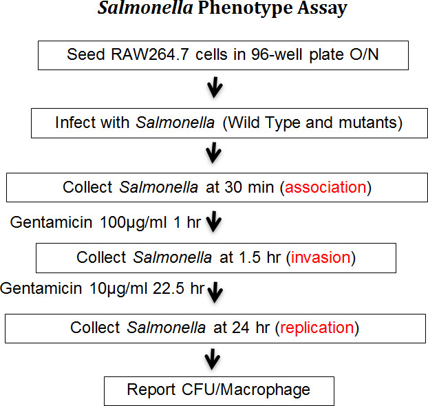 Salmonella phenotype assay diagram; infection and collection steps with gentamicin treatment.