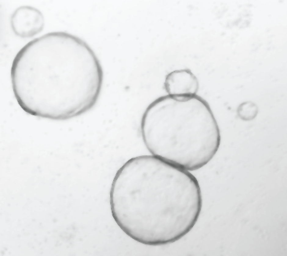 Immagine al microscopio di bolle d'aria in un liquido durante lo studio dell'equilibrio statico, che dimostra la tensione superficiale.