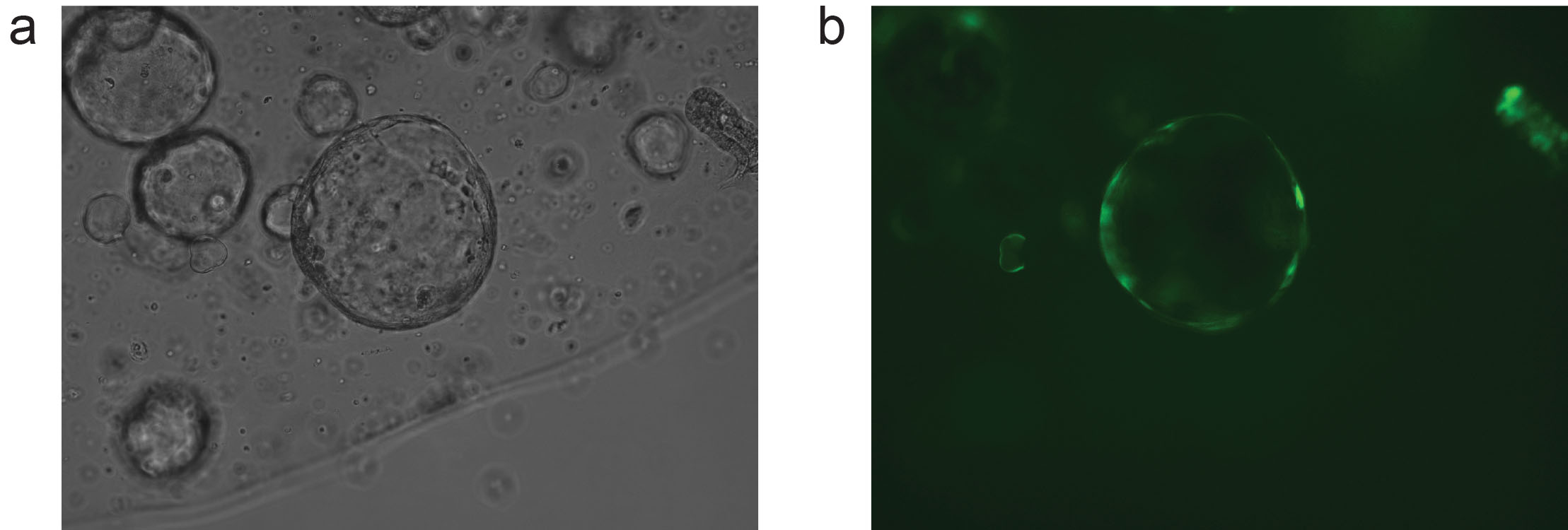 Immagini di morfologia cellulare, microscopio a campo chiaro e a fluorescenza, analisi della struttura cellulare.