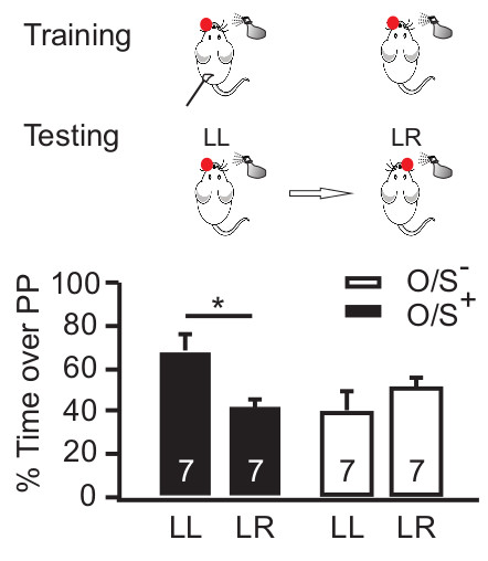 Olfactory training experiment; schematic and bar graph showing scent preference testing results.