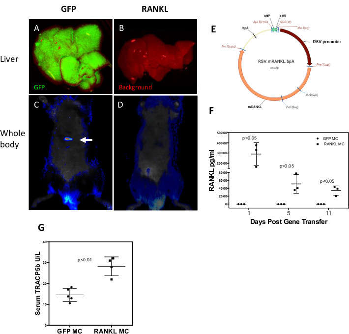 Fluorescence imaging of GFP/RANKL expression, plasmid map, and RANKL levels in gene transfer study.