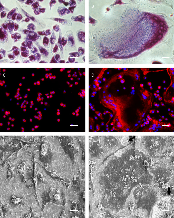 Microscopic cell analysis with staining, fluorescence microscopy, SEM images, cellular structure study.